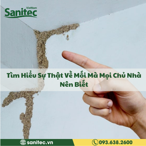Tìm Hiểu Sự Thật Về Mối Mà Mọi Chủ Nhà Nên Biết